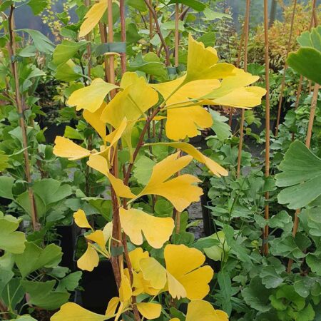 Miłorząb dwuklapowy 'King of Dongting' - Ginkgo biloba