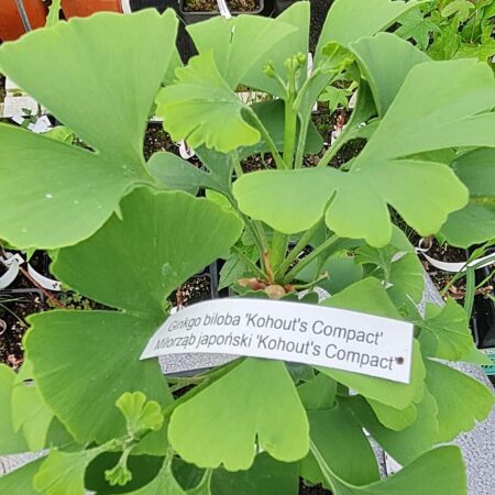 Miłorząb japoński 'Kohout's Compact' - Ginkgo biloba