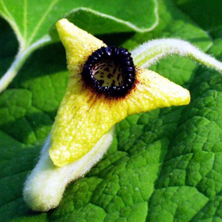 Kokornak wielkolistny (Aristolochia macrophylla)