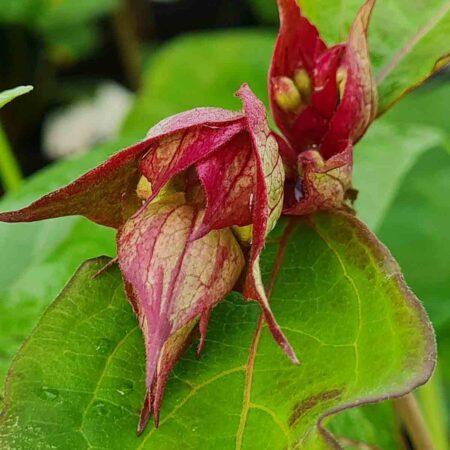 Leicesteria piękna (Leycesteria formosa)
