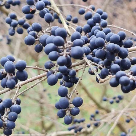 Ligustr jajowatolistny