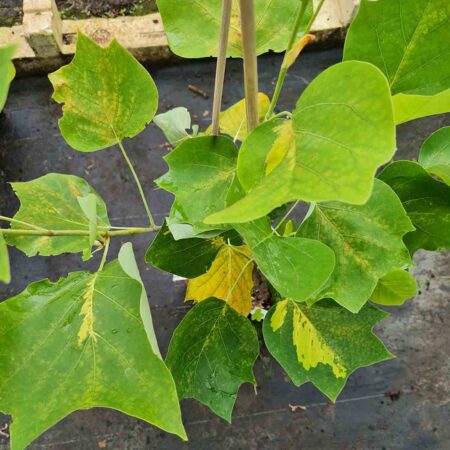 Tulipanowiec amerykański 'Purgatory' (Liriodendron tulipifera)