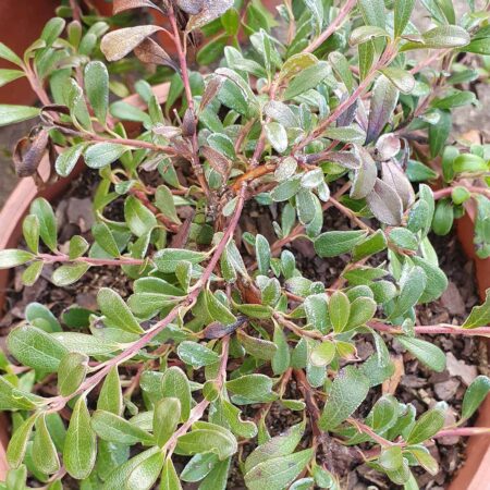 Mącznica lekarska (Arctostaphylos uva-ursi)