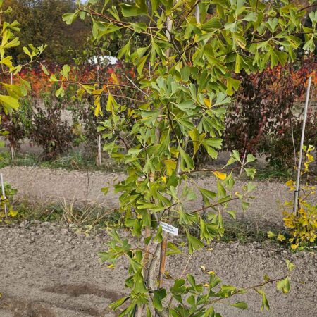 Miłorząb dwuklapowy 'Magnifica' - Ginkgo biloba