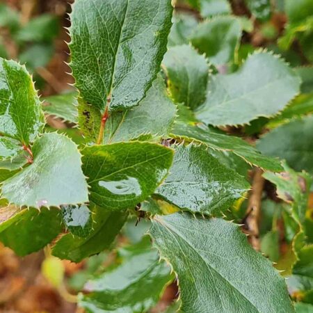 Mahonioberberys Neuberta (Mahoberberis x neubertii)