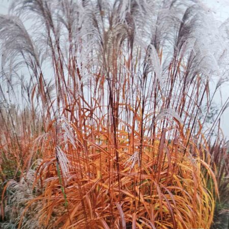 Miskant chiński 'Memory' (Miscanthus sinensis)
