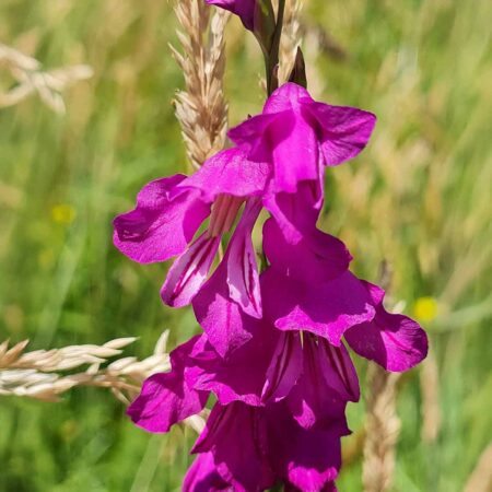 Mieczyk dachówkowaty (Gladiolus imbricatus)