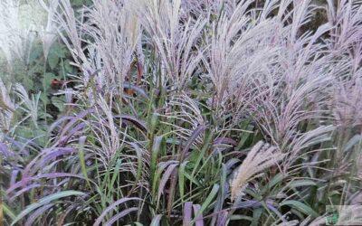 Kalendarz ogrodnika: Grudzień w ogrodzie — co jeszcze możesz zrobić zimą?