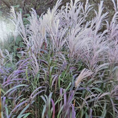 Miskant chiński 'Rosi' (Miscanthus sinensis)