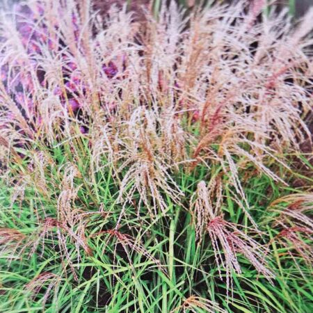 Miskant chiński 'Pagels' (Miscanthus sinensis)
