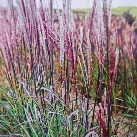 Miskant chiński 'Buraczok' (Miscanthus sinensis)