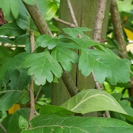 Nieszpułkowiec Dardara (Crataegomespilus dardarii)