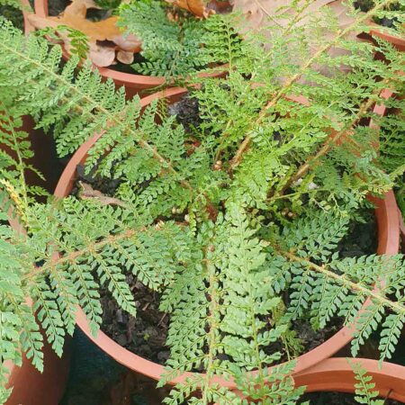 Paprotnik szczecinkozębny