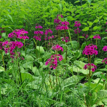 Pierwiosnek japoński (Primula japonica)
