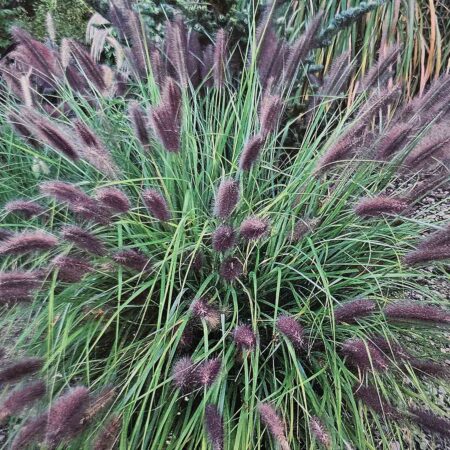 Piórkówka japońska