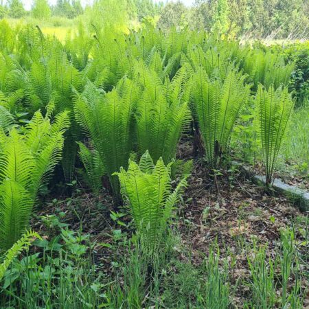 Pióropusznik strusi (Matteucia struthiopteris)