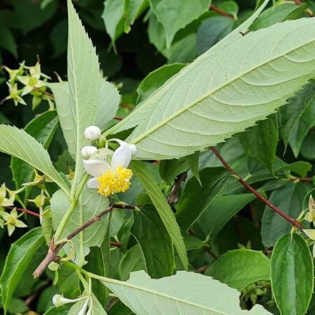 Platykrater ostrolistny