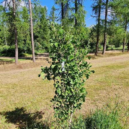 Miłorząb dwuklapowy 'Robbie's Twist' - Ginkgo biloba