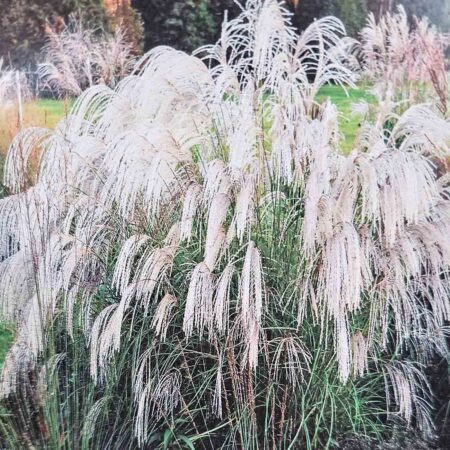 Miskant chiński 'Silver Charm' (Miscanthus sinensis)