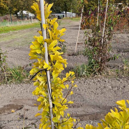 Miłorząb dwuklapowy 'Stefan Batory' - Ginkgo biloba