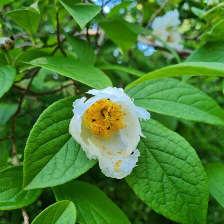 Stewarcja (Stewartia ovata)
