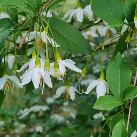 Styrak japoński 'Snow Cone' (Styrax japonicus)
