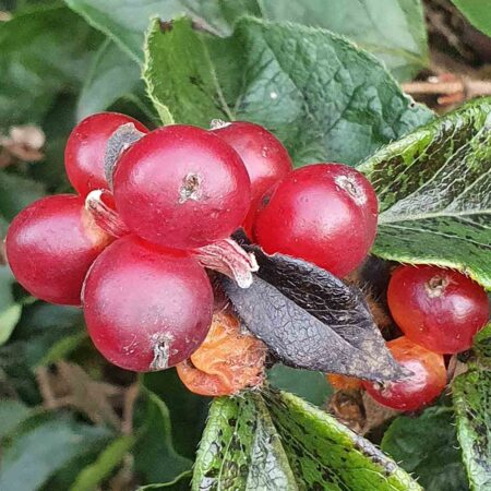 Suchodrzew pęcherzykowaty (Lonicera vesicaria)