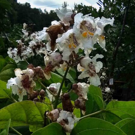 Surmia wielkokwiatowa (Catalpa speciosa)
