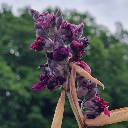 Talia dealbata (Thalia dealbata)