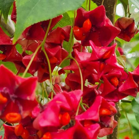 Trzmielina Maksymowicza (Euonymus maximowiczianus)