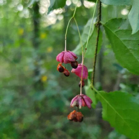 Trzmielina brodawkowata (Euonymus verrucosus)