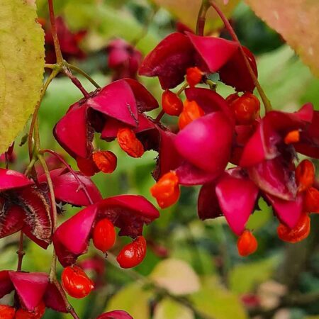 Trzmielina wielkoskrzydła (Euonymus macropterus)