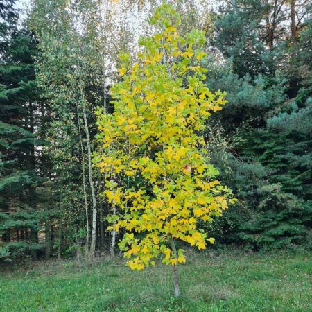 Tulipanowiec amerykański 'Fastigiatum' (Liriodendron tulipifera)