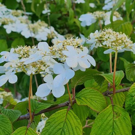 Kalina japońska 'Mariesii' (Viburnum plicatum)