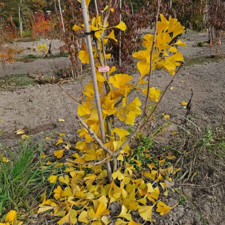 Miłorząb dwuklapowy 'Yellow Dragon' - Ginkgo biloba