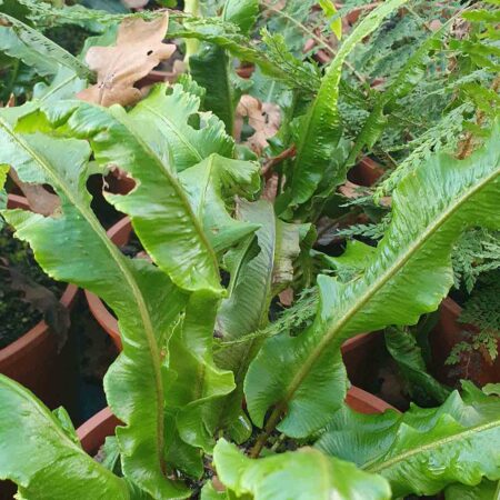 Języcznik zwyczajny