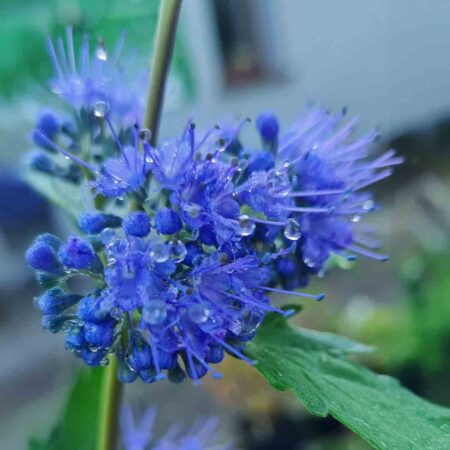 Barbula klandońska (Cariopteris x cladonensis)