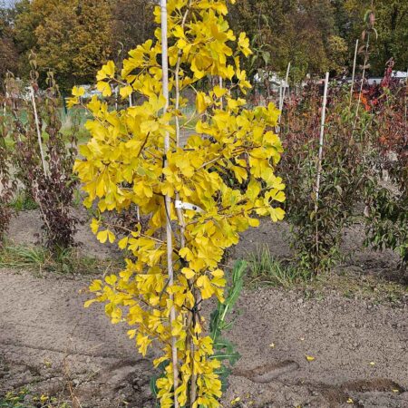 Miłorząb dwuklapowy 'Blagon' - Ginkgo biloba