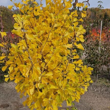 Miłorząb japoński 'Chi Chi' - Ginkgo biloba