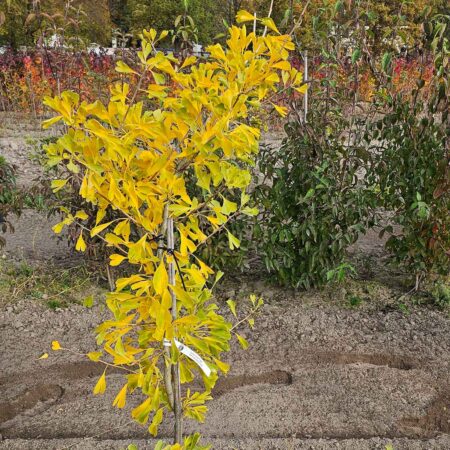 Miłorząb dwuklapowy 'Finger' - Ginkgo biloba