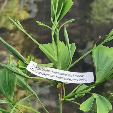 Miłorząb japoński 'Heksenbezen Leiden' - Ginkgo biloba