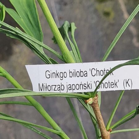 Miłorząb japoński 'Chotek' - Ginkgo biloba