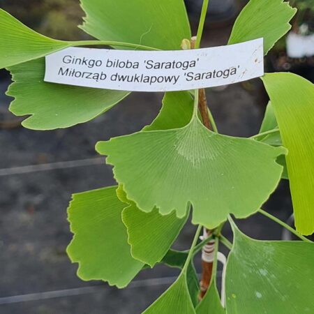 Miłorząb dwuklapowy 'Saratoga' - Ginkgo biloba