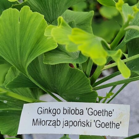 Miłorząb japoński 'Goethe' - Ginkgo biloba