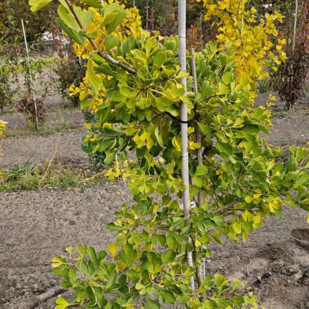 Miłorząb dwuklapowy 'Jade Butterfly' - Ginkgo biloba