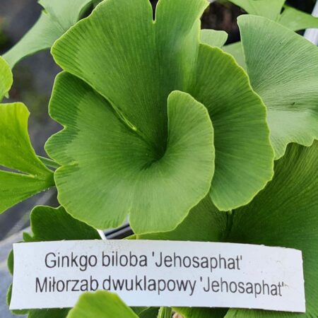Miłorząb dwuklapowy 'Jehosaphat' - Ginkgo biloba