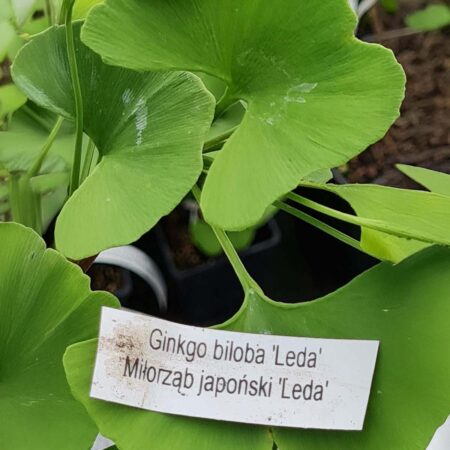 Miłorząb japoński 'Leda' - Ginkgo biloba
