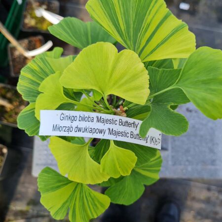 Miłorząb dwuklapowy 'Majestic Butterfly' - Ginkgo biloba=