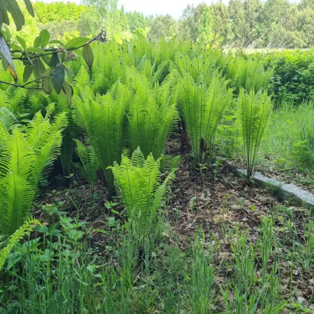 Pióropusznik strusi