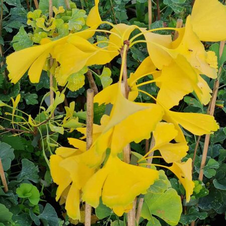 Miłorząb dwuklapowy 'Pendula' - Ginkgo biloba